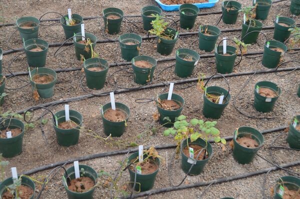 Plantações de batata no solo parecido ao marciano, em um dos labaratórios da NASA e Centro Internacional de Batata - Sputnik Brasil