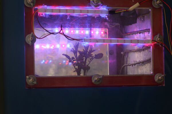 O simulador Cubesat que imite o ambiente marciano para cultivar batata - Sputnik Brasil