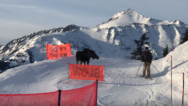 Rogue Moose Charges Alaska Chairlift Line - Sputnik Brasil