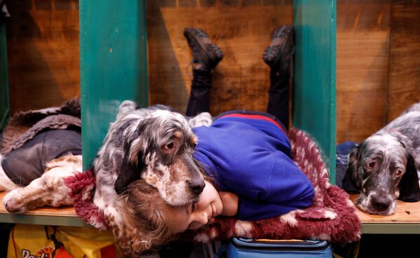 Participantes do principal concurso de cachorros Crufts Dog Shom em Birmingham, Reino Unido - Sputnik Brasil