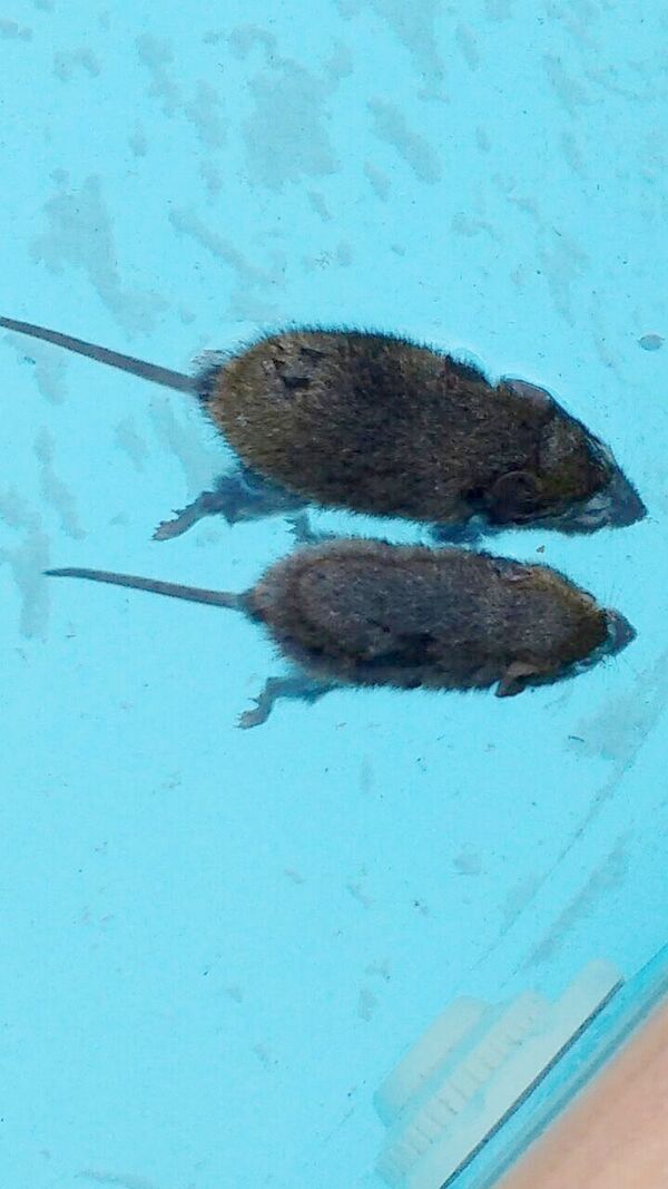 Ratos silvestres invadiram as casas e as cobras vieram atrás, também em busca de alimento - Sputnik Brasil