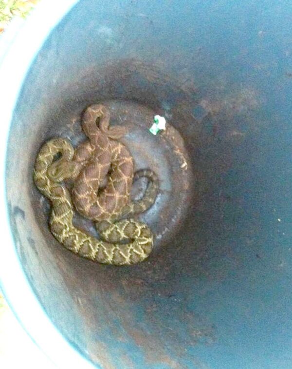 Depois de capturadas as cobras são colocadas em latões e depois resgatadas pela Prefeitura - Sputnik Brasil