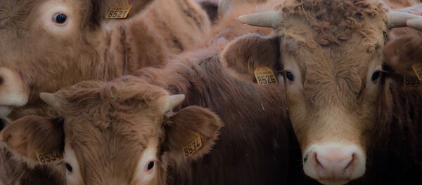 Esquema de propina na pecuária teria beneficiado partidos políticos - Sputnik Brasil