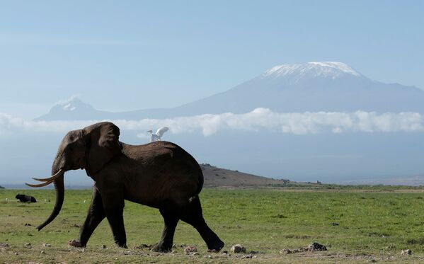 Elefante passeia no Parque Nacional queniano Amboseli, com a monte Kilimanjaro em fundo - Sputnik Brasil