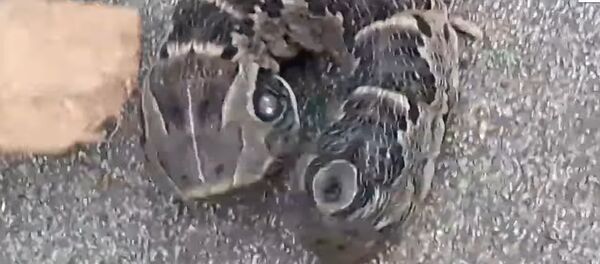 Mulher descobre criatura estranha com duas cabeças - Sputnik Brasil