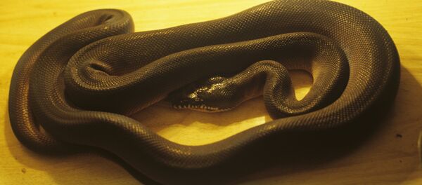 Um píton - Sputnik Brasil