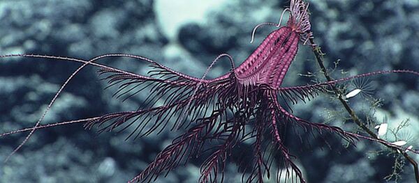 A purple crinoid hangs out on a dead coral stalk A purple crinoid hangs out on a dead coral stalk - Sputnik Brasil