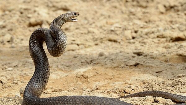 Cobra venenosa conhecida mais como cobra-marrom - Sputnik Brasil