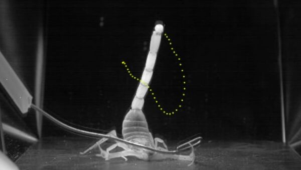 Escorpião mais venenoso do mundo durante seu ataque - Sputnik Brasil