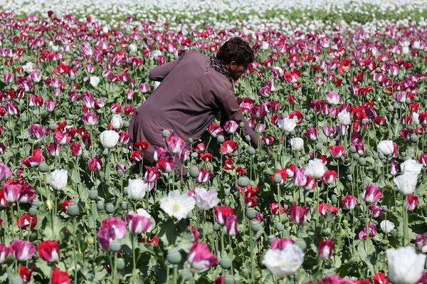 Plantação de papoulas no Afeganistão, matéria-prima utilizada na produção da heroína - Sputnik Brasil