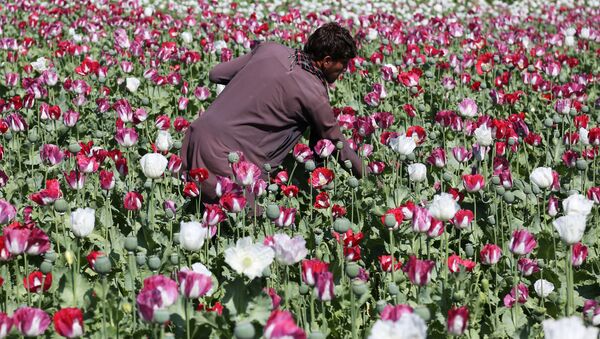 Plantação de papoulas no Afeganistão, matéria-prima utilizada na produção da heroína - Sputnik Brasil