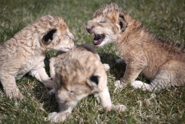 Leões recém-nascidos no Jardim Zoológico na cidade de Belogorsk, Crimeia - Sputnik Brasil