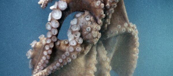 Octopus - Sputnik Brasil