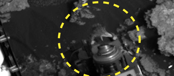 Lagarto extraterrestre na sonda Curiosity - Sputnik Brasil