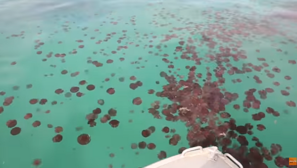 Mar australiano vira vermelho por causa das águas vivas - Sputnik Brasil
