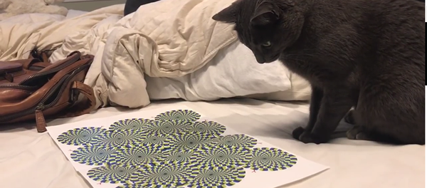 Gato vira louco com uma ilusão ótica - Sputnik Brasil