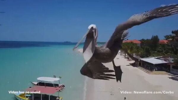 Um pelicano vai ao encontro do drone e o esmaga com seu bico massivo na praia de Seven Mile, Jamaica - Sputnik Brasil