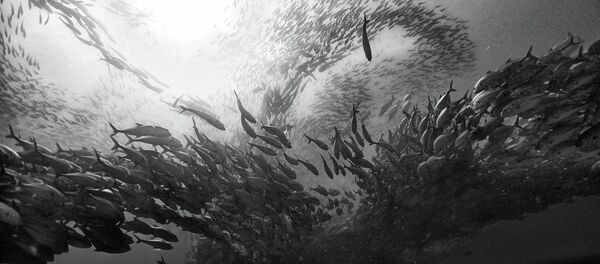 We see and care when a forest is gone because it is visible to everybody, but we don't see when we destroy life underwater, we don't see how nets from the tuna and shrimp industries cause damage to the sea. - Sputnik Brasil