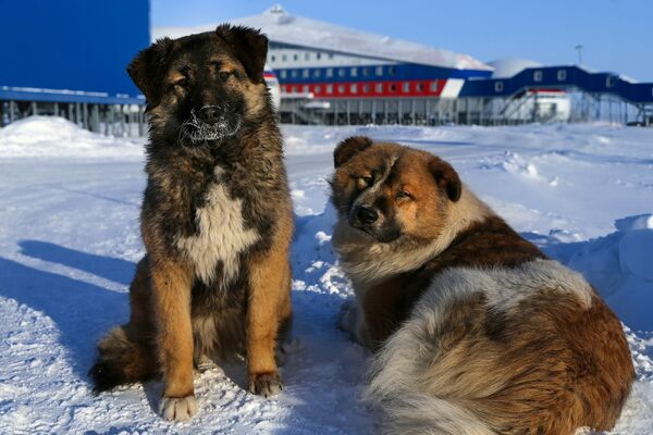 Essa imagem mostra cães que morram na base militar russa - Sputnik Brasil