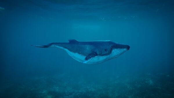 Baleia azul - Sputnik Brasil