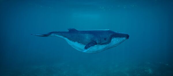 Baleia azul - Sputnik Brasil