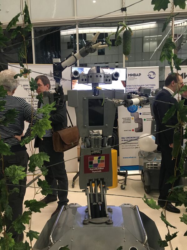 Robô AgroMultiBot Hyacinth sabe fazer a safra de pepinos - Sputnik Brasil