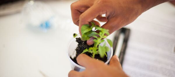 Feira do MST vai mostrar como podução orgânica é viável no país - Sputnik Brasil