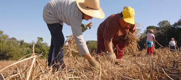 Trabalhadores rurais - Sputnik Brasil