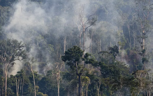 Desmatamento voltou a crescer na Amazônia nos dois últimos anos Desmatamento voltou a crescer na Amazônia nos dois últimos anos - Sputnik Brasil