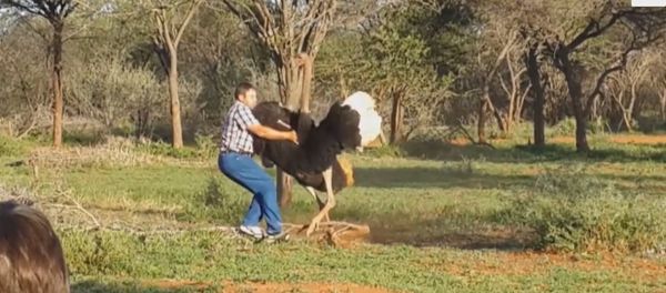 Avestruz gigante enfurecido ataca homem Avestruz gigante enfurecido ataca homem - Sputnik Brasil