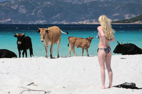 Vacas na praia da ilha francesa da Córsega - Sputnik Brasil