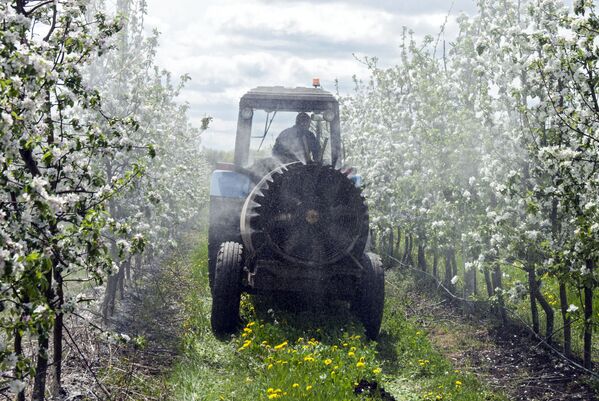 Tratamento de macieiras em flor contra pragas em uma das maiores empresas agrícolas da Rússia - Sputnik Brasil
