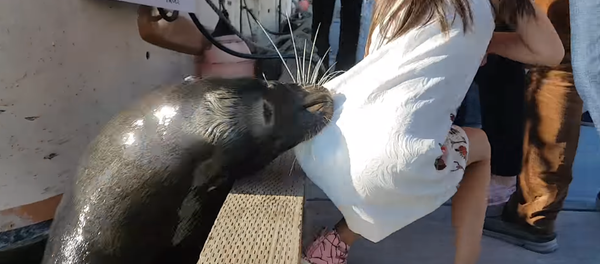 Leão-marinho selvagem arrasta menina à água - Sputnik Brasil