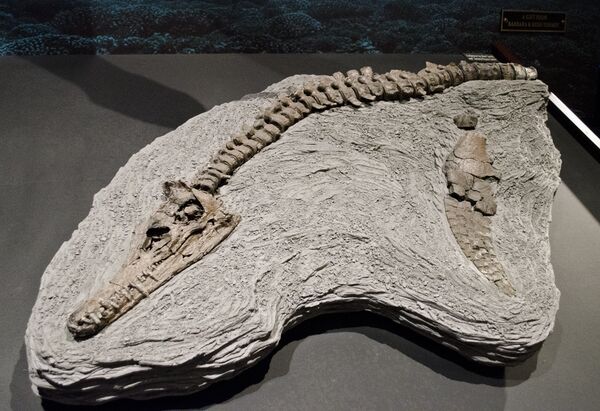 Fósseis de 'monstro marinho' de 150 milhões de anos são descobertos na Polônia - Sputnik Brasil