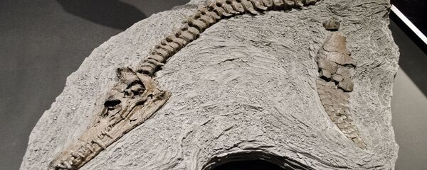 Restos de um pliossauro - Sputnik Brasil