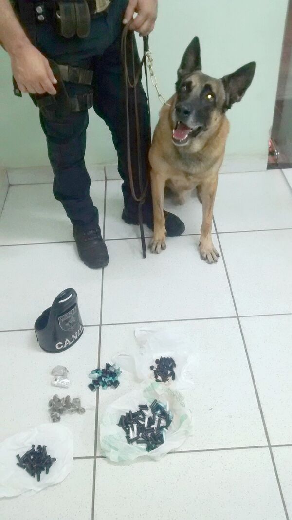 Cão Thor, após farejar o esconderijo das drogas - Sputnik Brasil