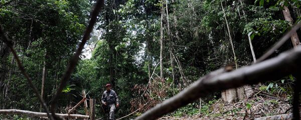 Desmatamento volta a crescer na Amazônia - Sputnik Brasil