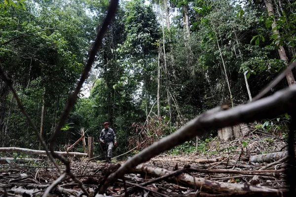 Desmatamento voltou a crescer na Amazônia nos dois últimos anos Desmatamento voltou a crescer na Amazônia nos dois últimos anos - Sputnik Brasil