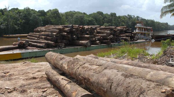 Desmatamento voltou a crescer na Amazônia nos últimos dois anos. - Sputnik Brasil