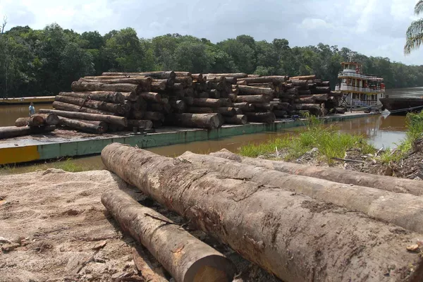 Desmatamento voltou a crescer na Amazônia nos dois últimos anos Desmatamento voltou a crescer na Amazônia nos dois últimos anos - Sputnik Brasil
