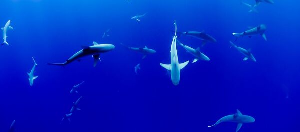 Tubarão (ilustração) - Sputnik Brasil