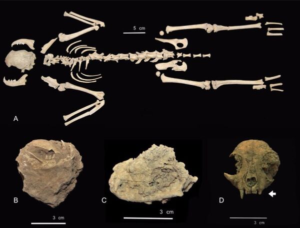 Ossos de um dos gatos encontrados numa cova na Espanha - Sputnik Brasil