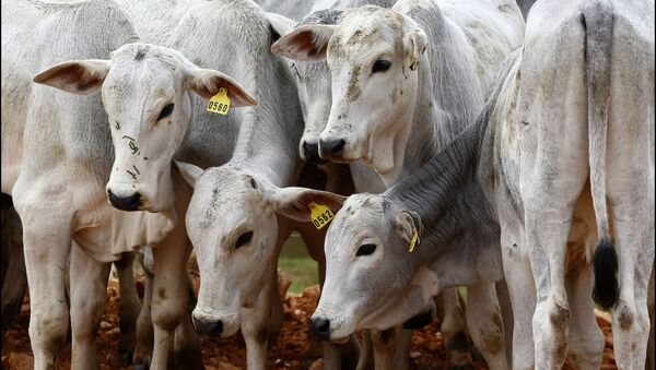 Desde meados de março, UE reforça controles para entrada da carne brasileira - Sputnik Brasil