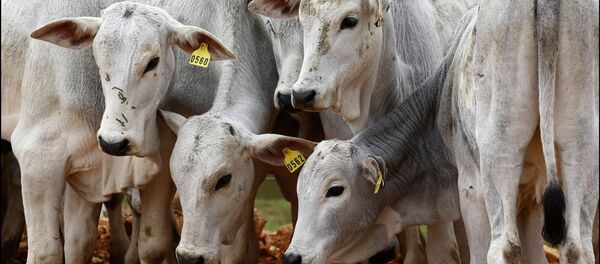 Desde meados de março, UE reforça controles para entrada da carne brasileira - Sputnik Brasil