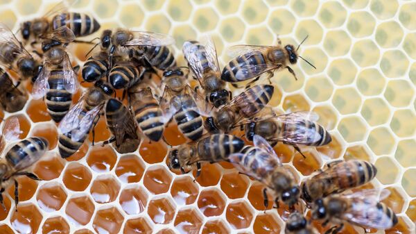 Grupo de abelhas está fazendo mel  - Sputnik Brasil