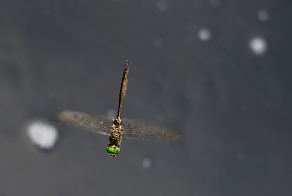 Libélula está voando - Sputnik Brasil