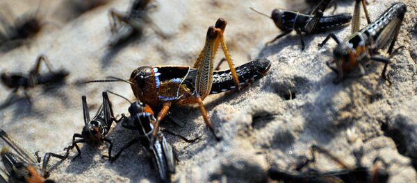 Grupo de gafanhotos-do-deserto (imagem referencial) - Sputnik Brasil