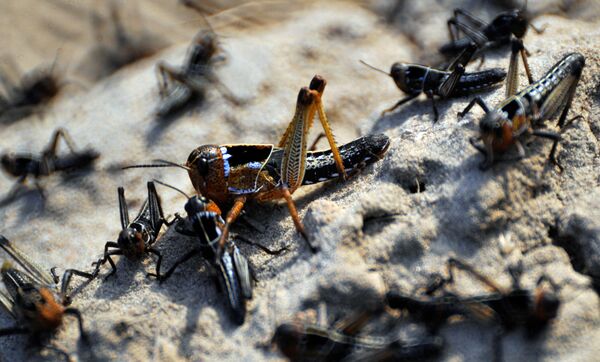 Grupo de gafanhotos-do-deserto (imagem referencial) - Sputnik Brasil