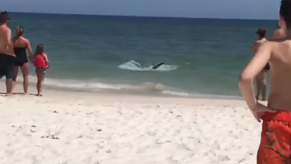 Tubarões expulsam banhistas de praia nos EUA - Sputnik Brasil