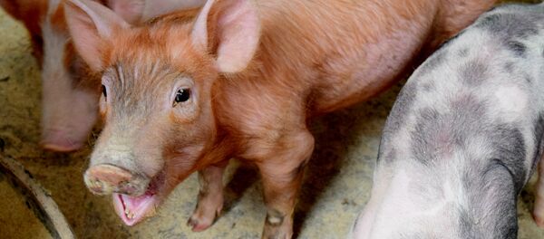 Um porco alegre - Sputnik Brasil